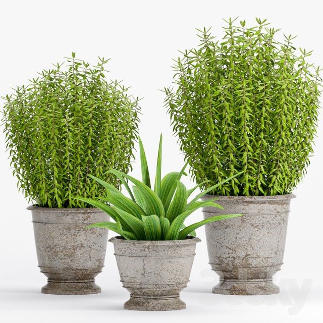 طرح توجیهی گل و گیاه زینتی | فانتزی گلدان بتنی