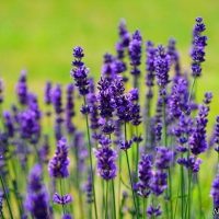 طرح توجیهی اسطوخودوس