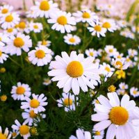 طرح توجیهی بابونه