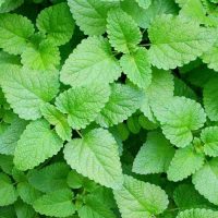 طرح توجیهی عرق بادرنجبویه