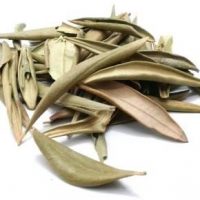 برگ زیتون e1639974436124 طرح توجیهی عرقیات گیاهی | بسته بندی گیاهان دارویی