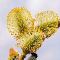 طرح توجیهی عرق بیدمشک