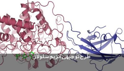 طرح توجیهی آنزیم سلولاز