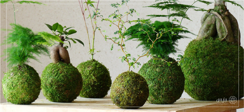 طرح توجیهی گل و گیاه زینتی | فانتزی کوکدما