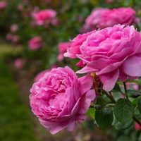 طرح توجیهی عرق گل محمدی